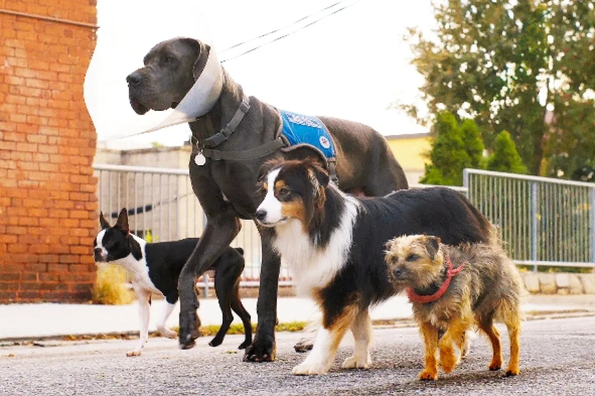 Vocasy na tripu (Strays), 2023 - fotogaléria