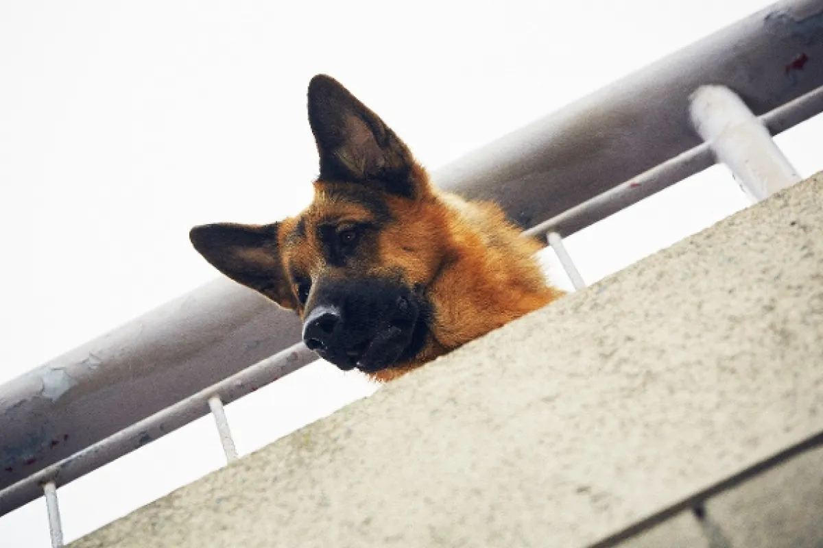 Hudson a Rex, 2019 - fotogaléria