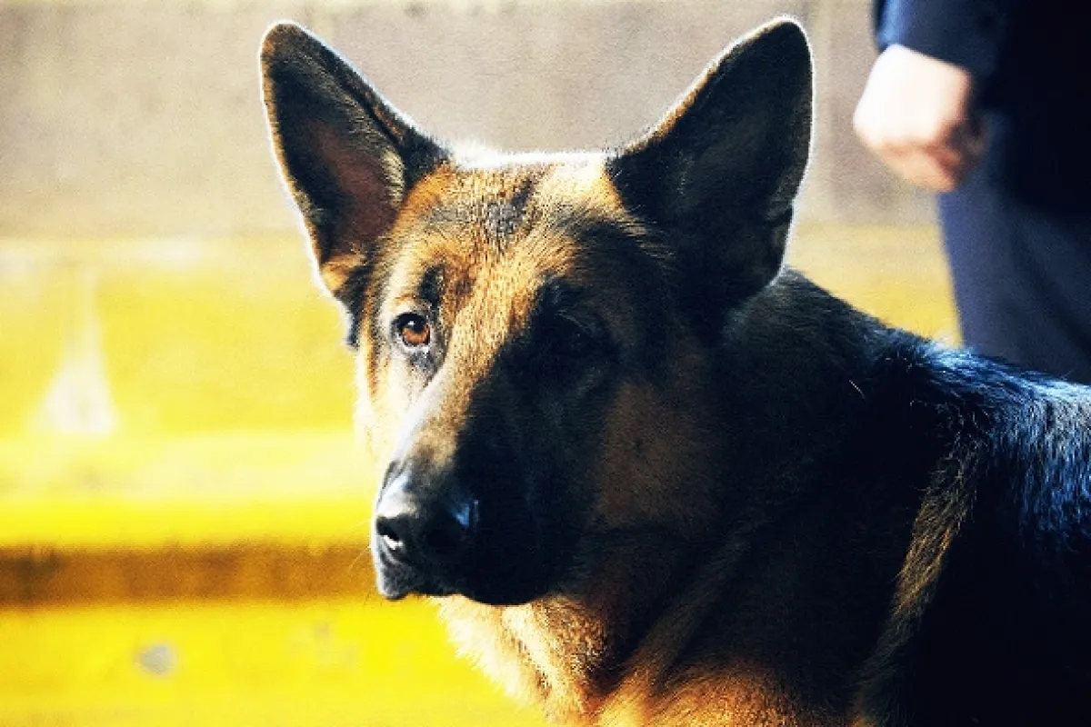 Hudson a Rex, 2019 - fotogaléria