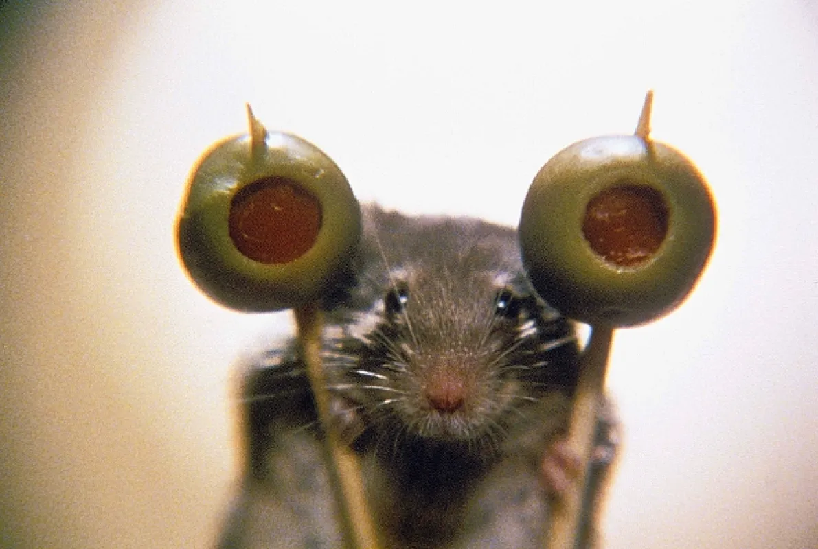 Hon na myš (Mouse Hunt), 1997 - fotogaléria