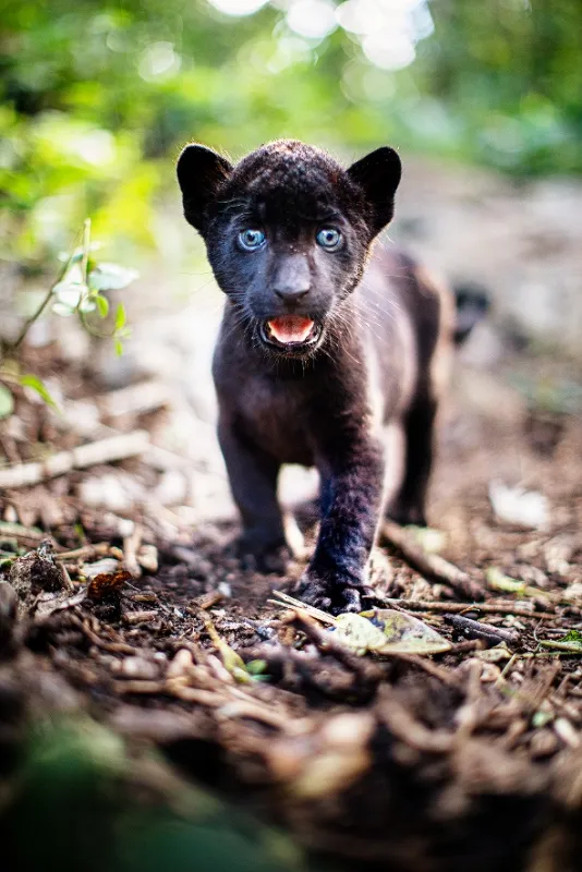 Ella a čierny jaguár (Autumn and the Black Jaguar), 2024 - fotogaléria