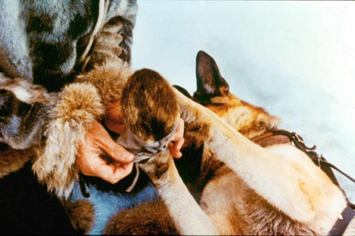 Hlas divočiny (Call of the Wild, The), 1972 - fotogaléria