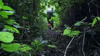 Kráľovstvo divočiny: Slon africký, Tanzánia