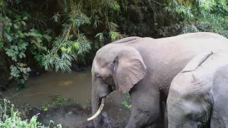 Kráľovstvo divočiny: Slon africký, Tanzánia