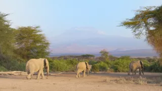 Kráľovstvo divočiny: Slon africký, Tanzánia