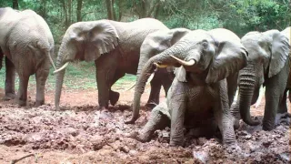 Kráľovstvo divočiny: Slon africký, Tanzánia