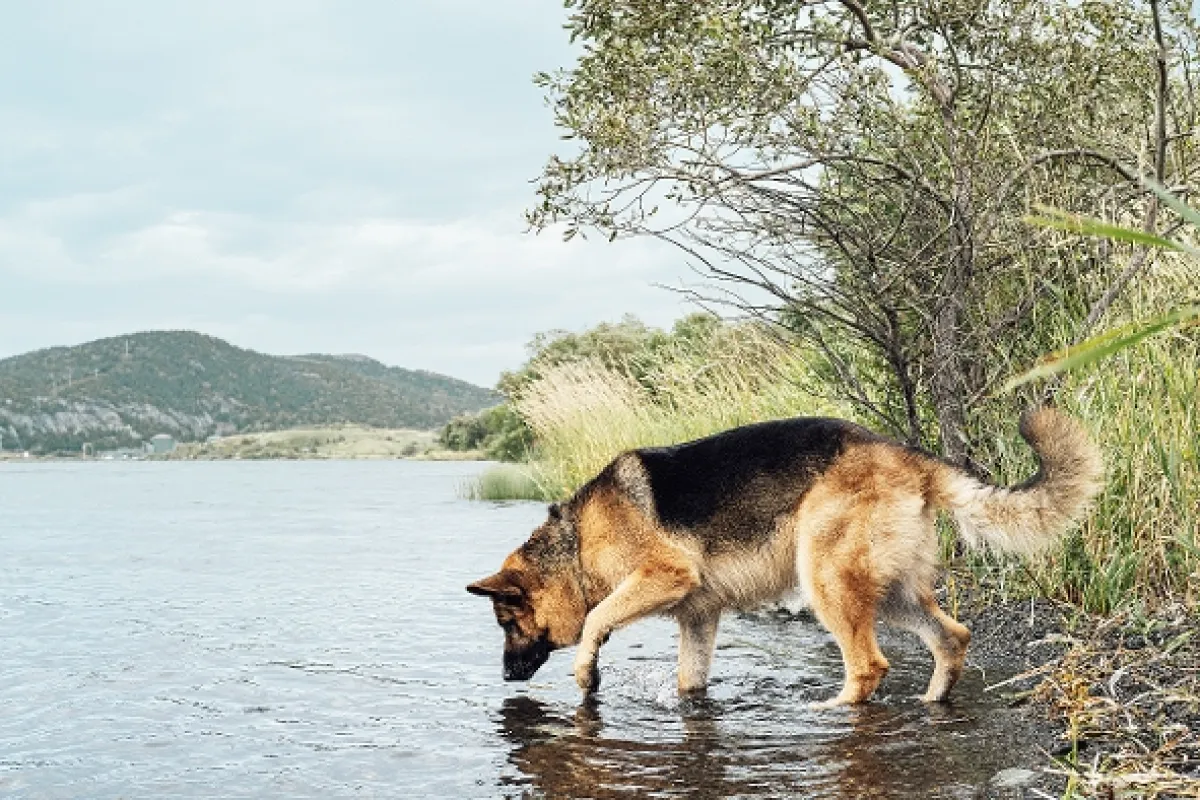 Hudson a Rex, 2019 - fotogaléria
