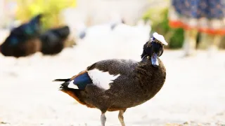 Hrdličky
