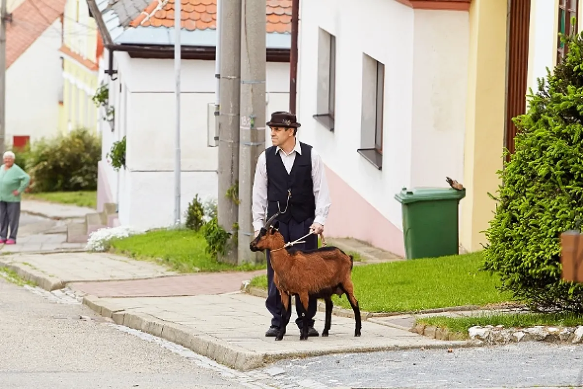 Vinaři, 2014 - fotogaléria