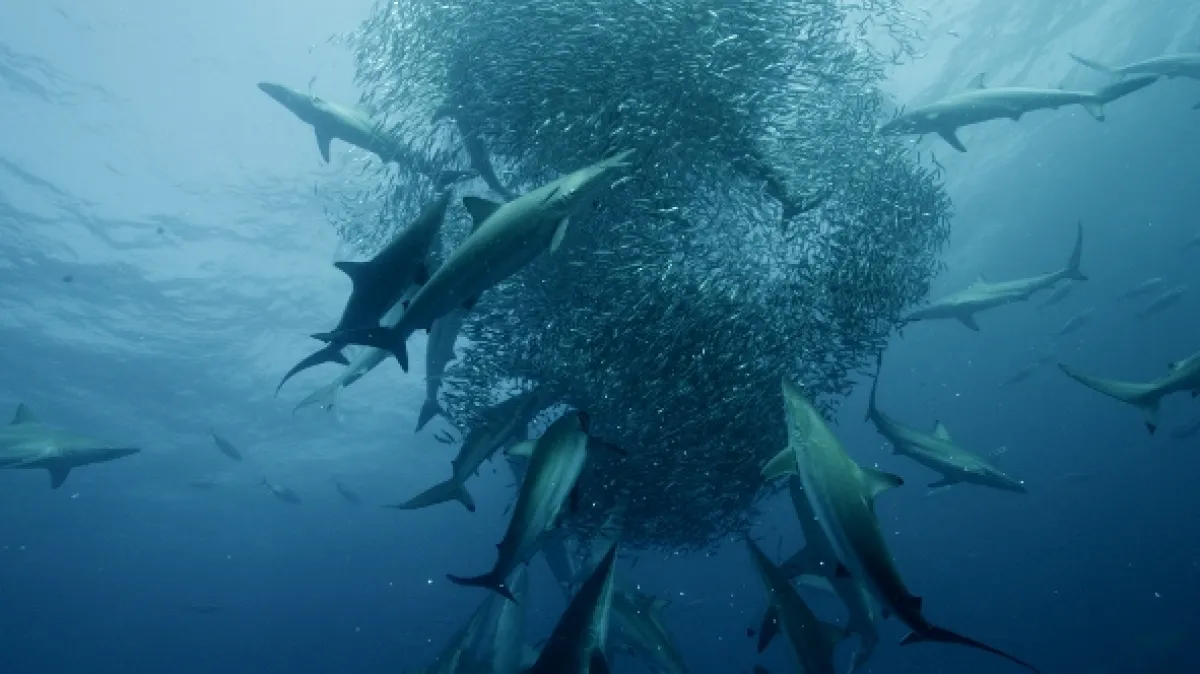 50 odtieňov žraloka (Cinquante nuances de requins), 2020 - fotogaléria