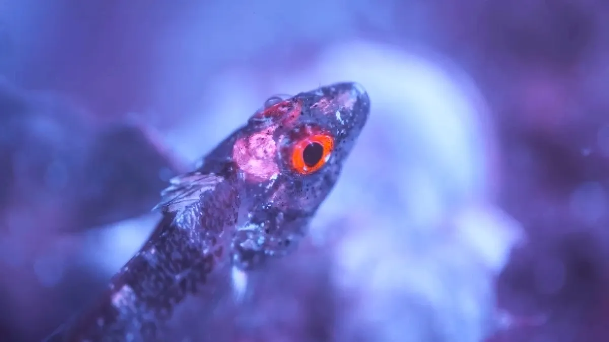 Odhalená tajemství fluorescence, 2025 - fotogaléria