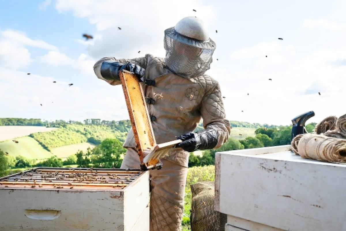 Včelař (The Beekeeper), 2024 - fotogaléria