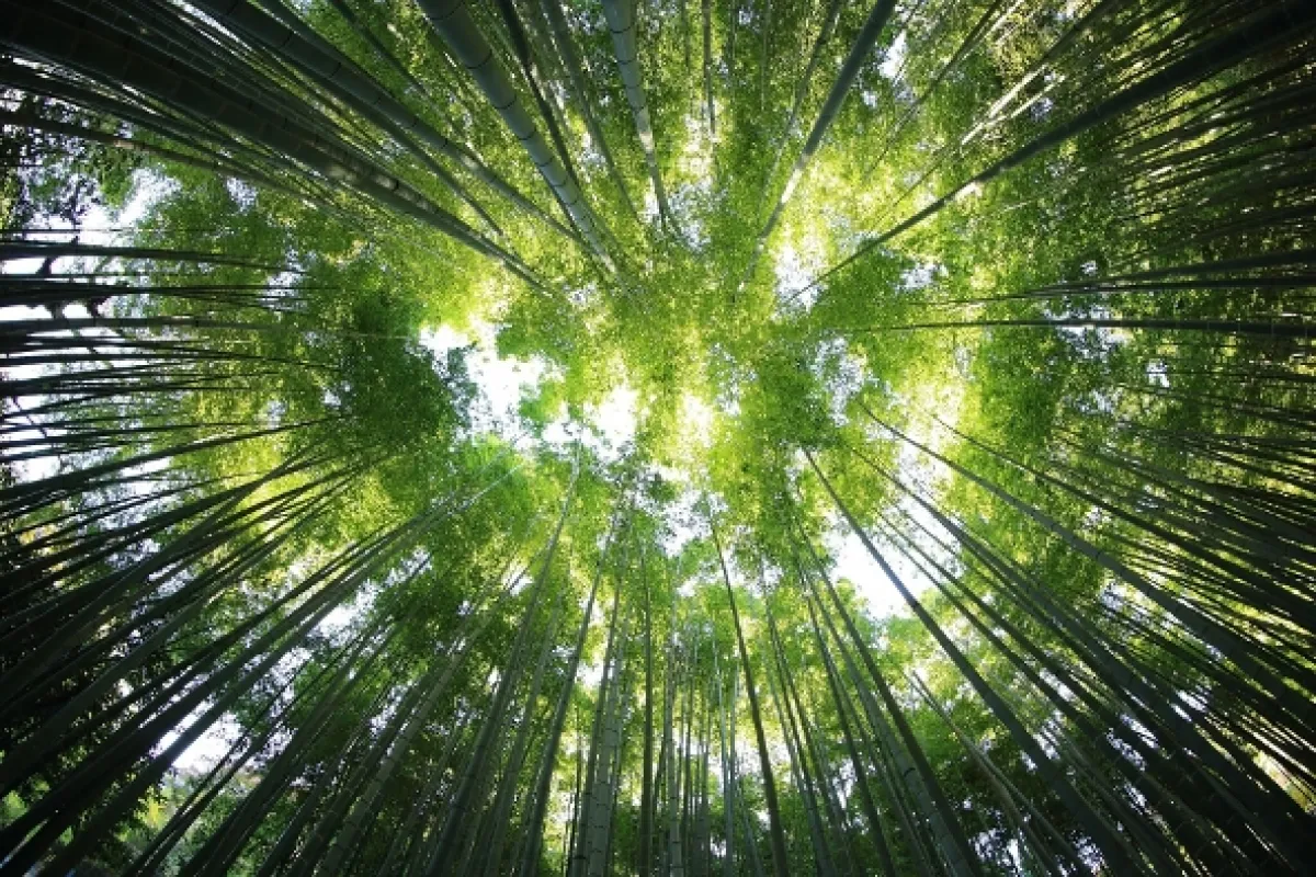 Lesní baldachýn (High Life: Forest Canopy), 2022 - fotogaléria