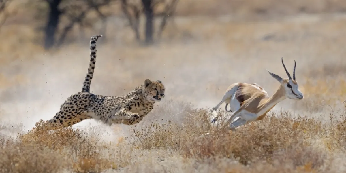 Zachytené v pohybe (Caught in Motion), 2021 - fotogaléria