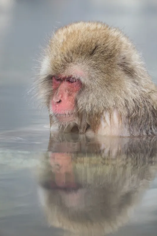 Rok v japonskej divočine (Japan’s Wild Year), 2015 - fotogaléria