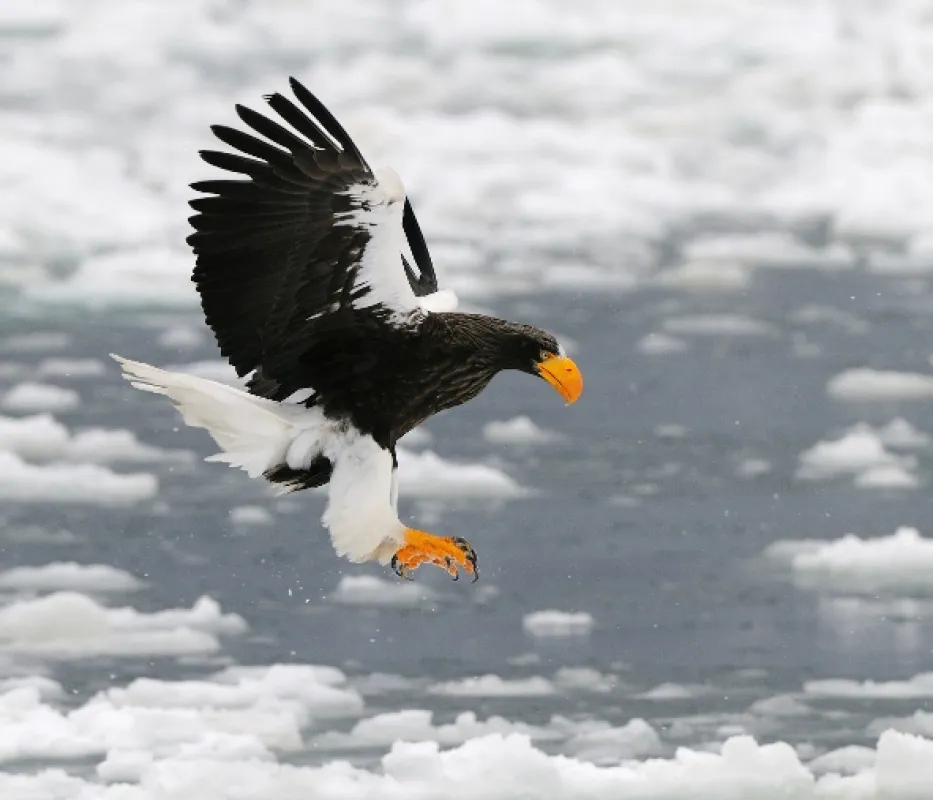 Rok v japonskej divočine (Japan’s Wild Year), 2015 - fotogaléria