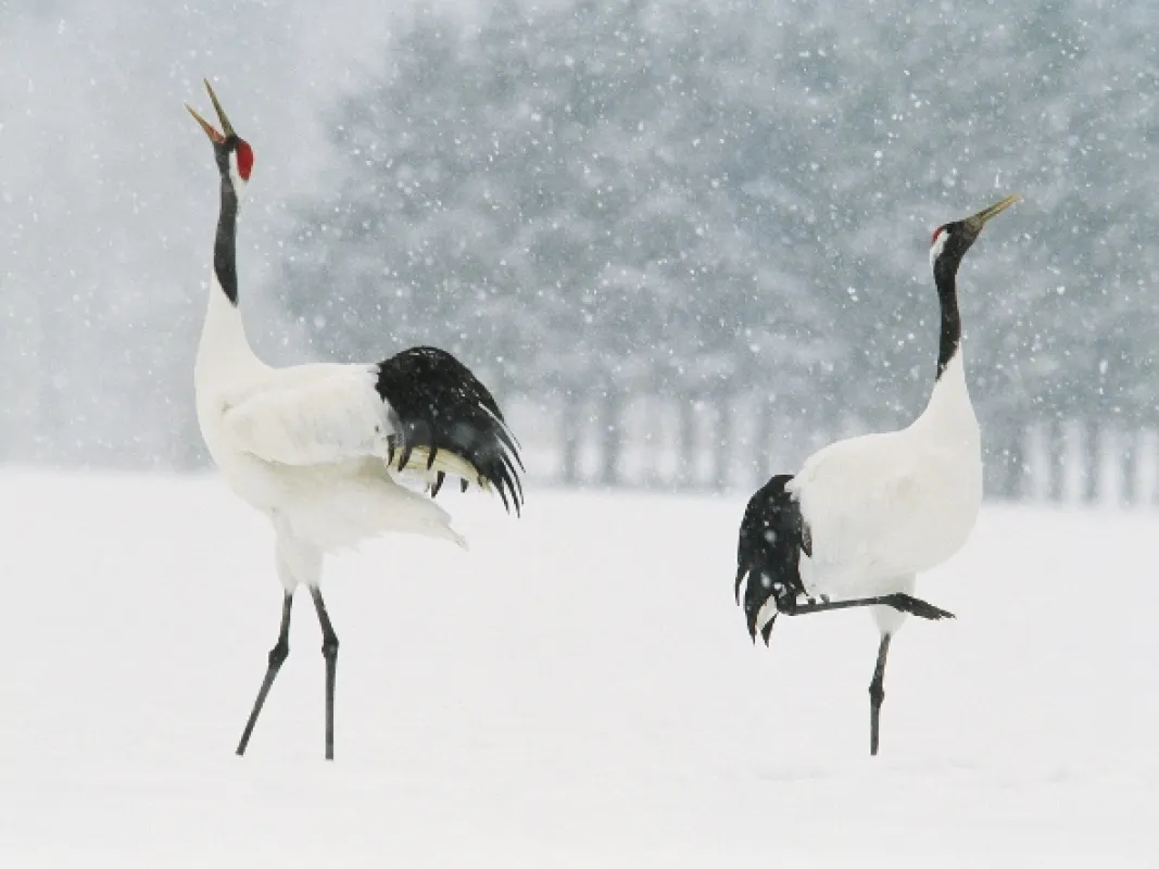 Rok v japonskej divočine (Japan’s Wild Year), 2015 - fotogaléria