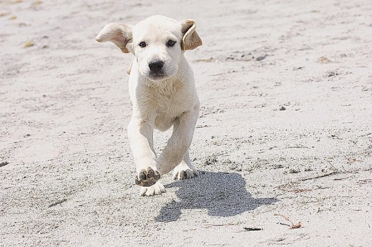 Marley a ja (Marley & Me) - fotogaléria