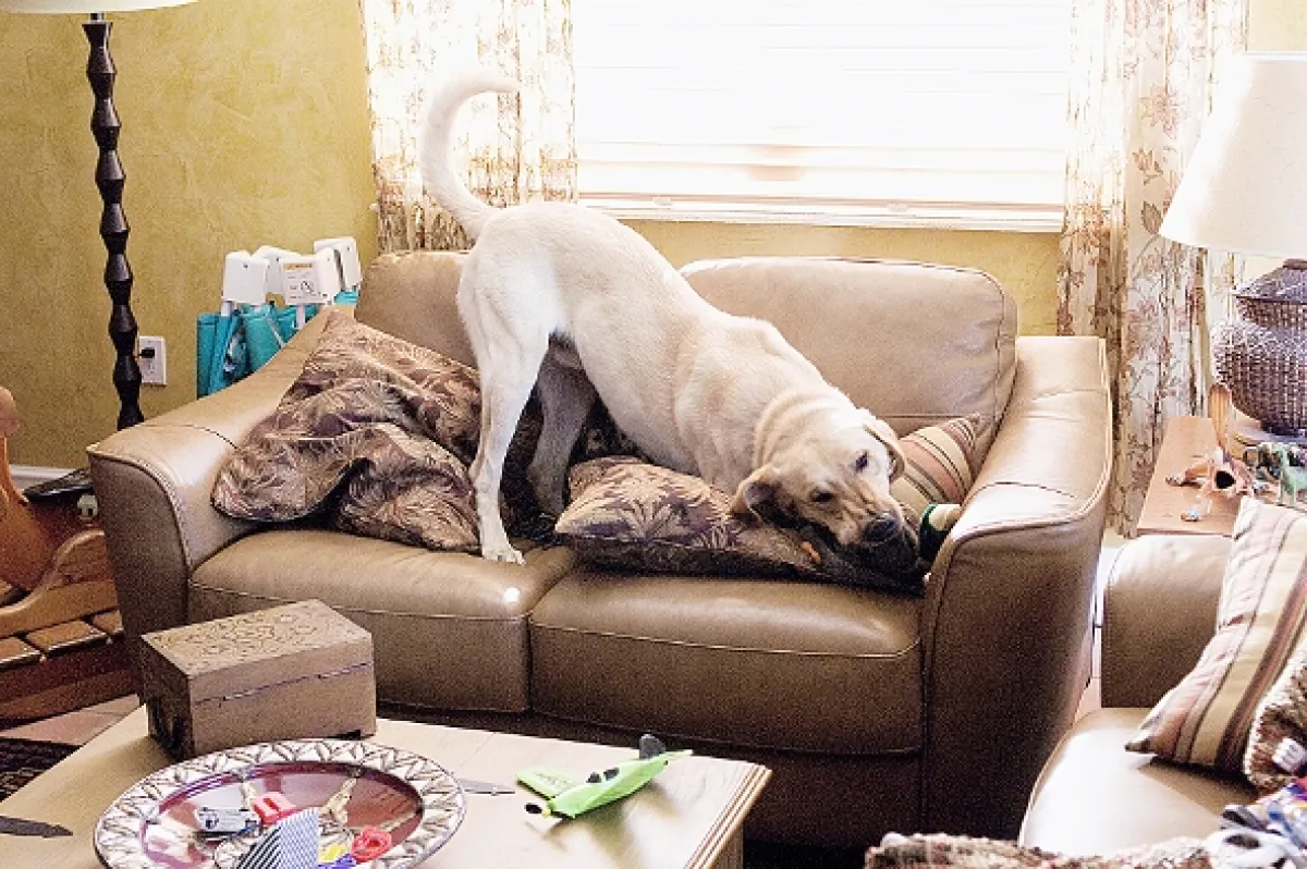 Marley a ja (Marley & Me) - fotogaléria