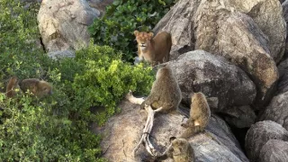 Serengeti III (2/6)