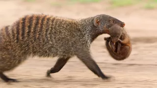 Serengeti III (2/6)