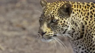 Serengeti III (2/6)