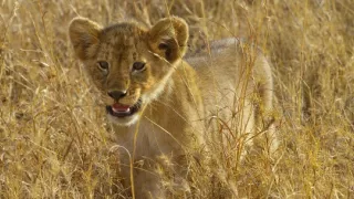 Serengeti III (2/6)