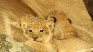 Serengeti III (2/6)
