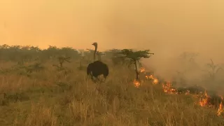 Serengeti III (2/6)