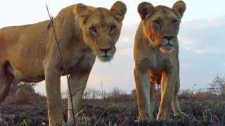 Serengeti III (2/6)
