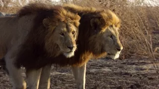 Serengeti III (2/6)