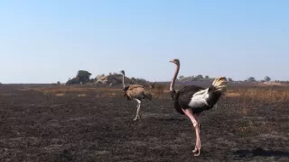 Serengeti III (2/6)