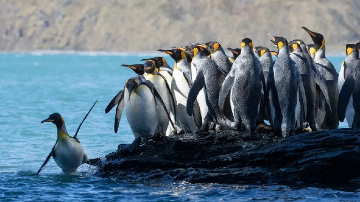 Sedem svetov, jedna planéta (Seven Worlds, One Planet), 2019 - fotogaléria