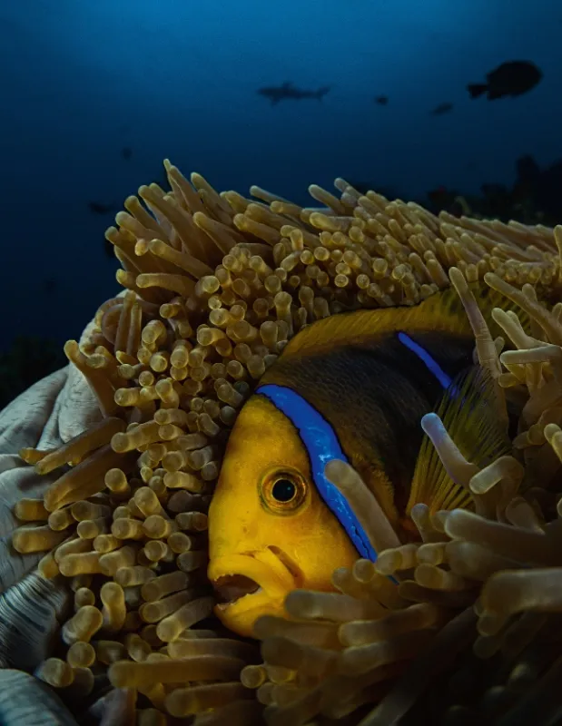 Tajný život atolov (Surviving the Lagoon), 2018 - fotogaléria