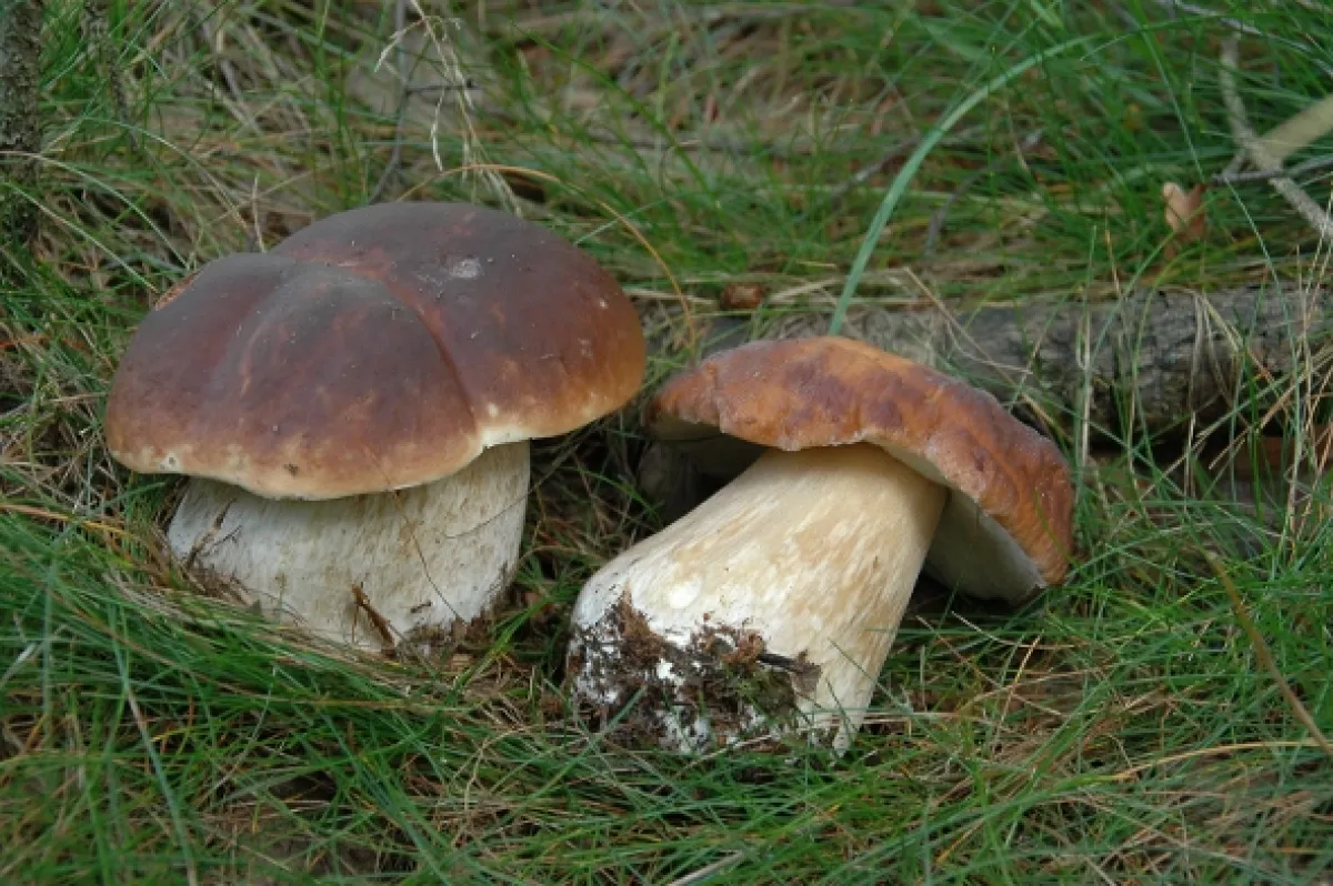 Na houby, 2011 - fotogaléria