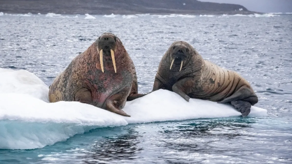 Pod tenkým ľadom (Under Thin Ice), 2018 - fotogaléria
