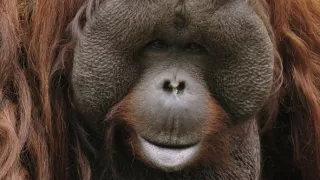 Opice a ďalšie primáty - naši najbližší príbuzní