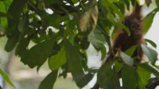 Opice a ďalšie primáty - naši najbližší príbuzní