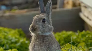 Tajuplný život zahrady