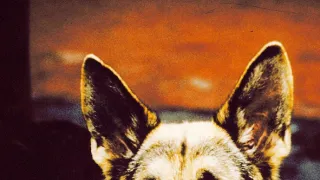 Môj partner z K-9