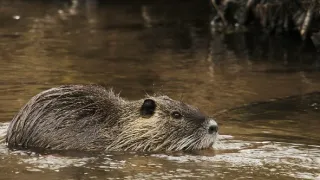 Noví zvierací susedia (1)