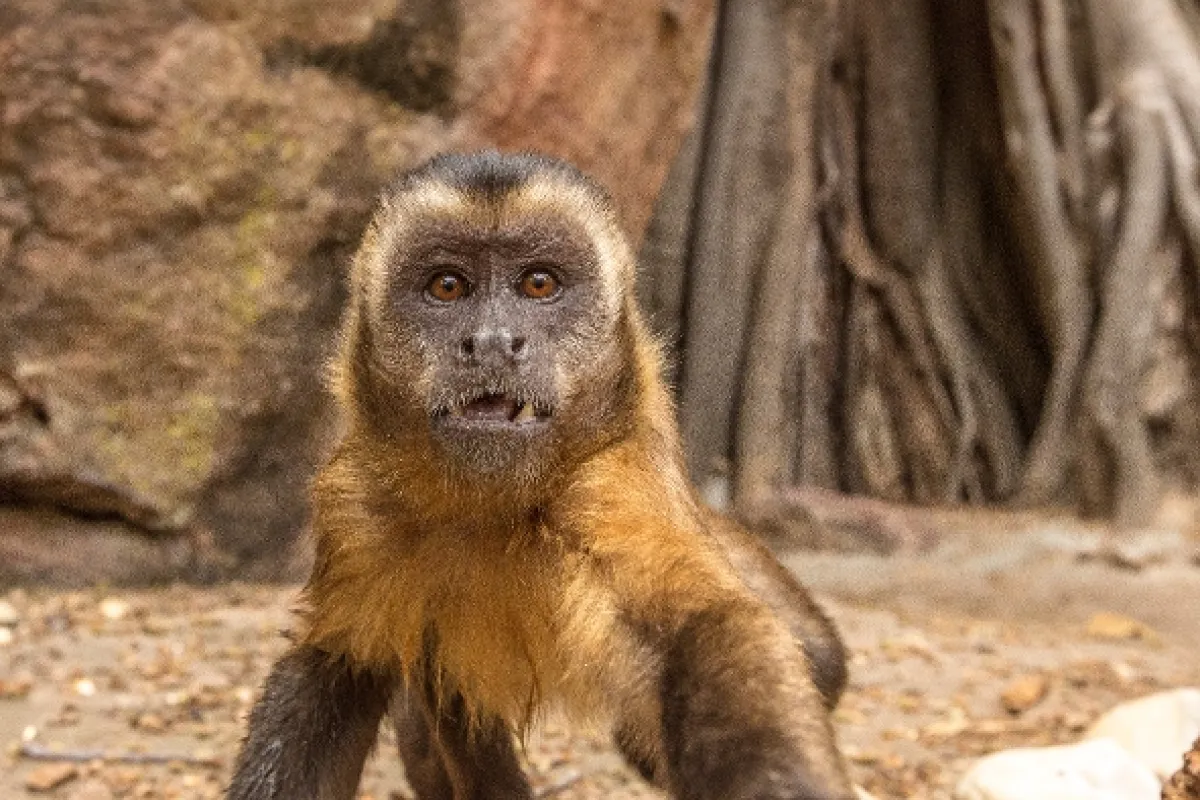 Šampióni prírody, 2016 - fotogaléria