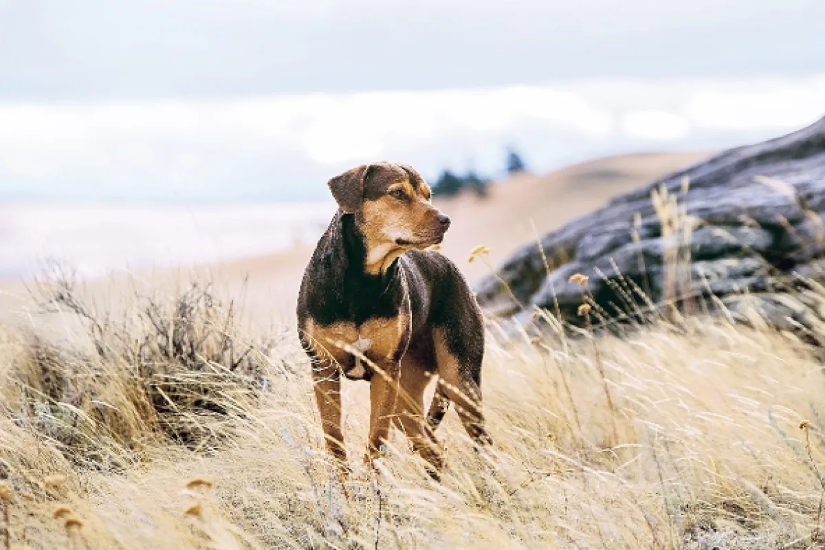 Návrat domov (A Dog’s Way Home), 2019 - fotogaléria