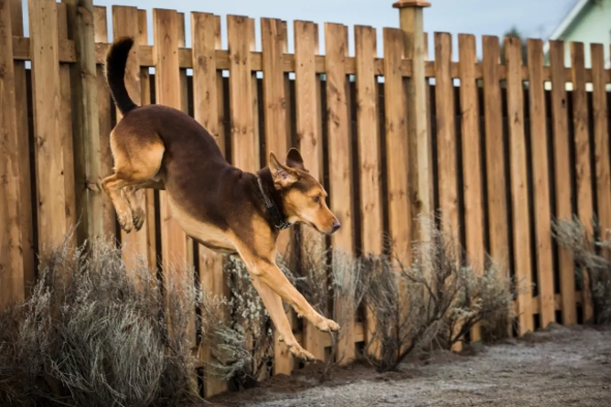 Návrat domov (A Dog’s Way Home), 2019 - fotogaléria