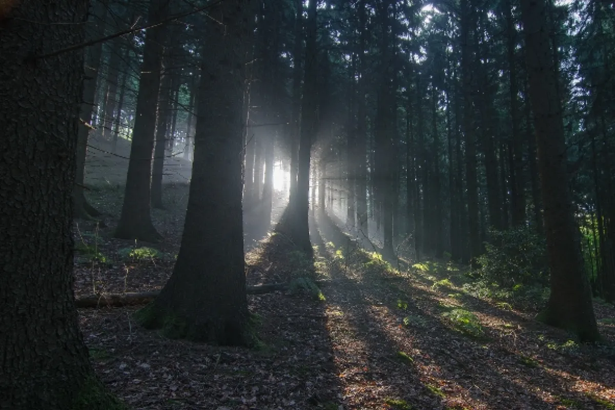 Les hrdinov (Forest of Heroes), 2020 - fotogaléria