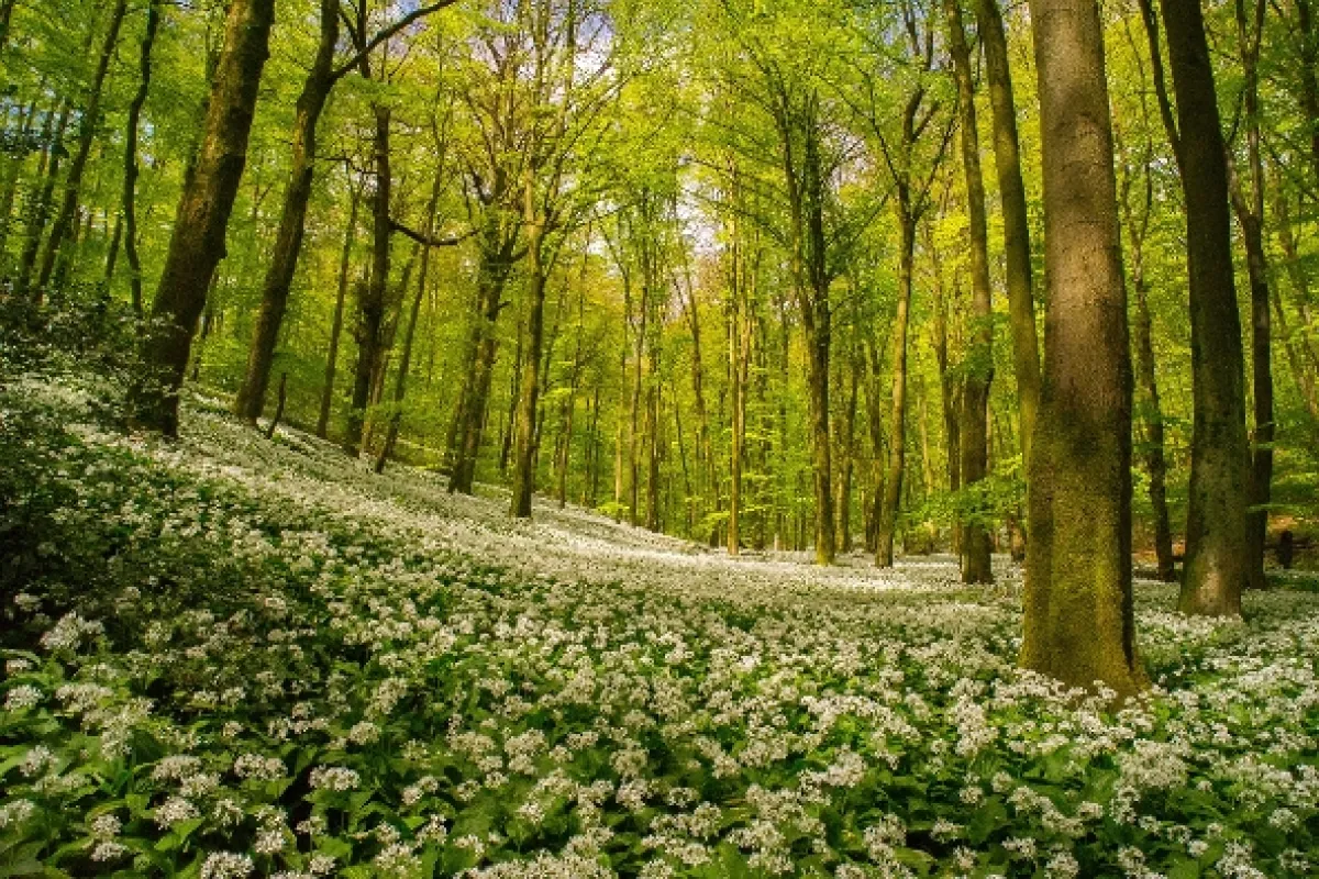 Les hrdinov (Forest of Heroes), 2020 - fotogaléria