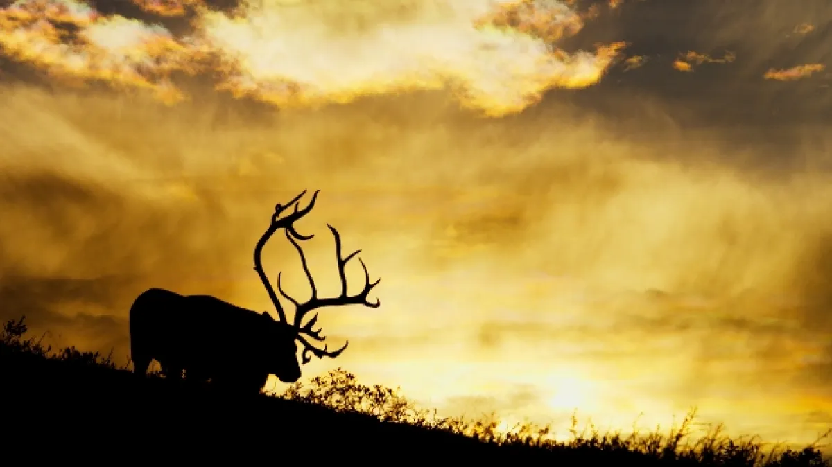 Norsko: Volání divočiny (Norway - A Call from the Wild), 2024 - fotogaléria