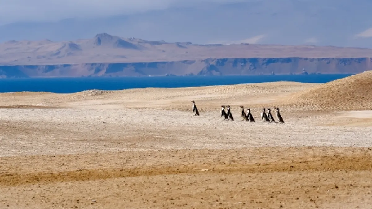 Peru: Divoké bojisko, 2018 - fotogaléria