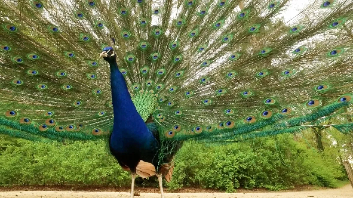Prírodné zákony módy (Nature’s Dress Code), 2019 - fotogaléria