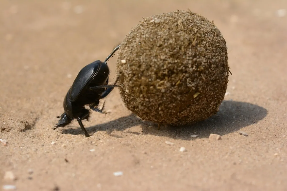 Neuvěřitelné schopnosti zvířat, 2020 - fotogaléria